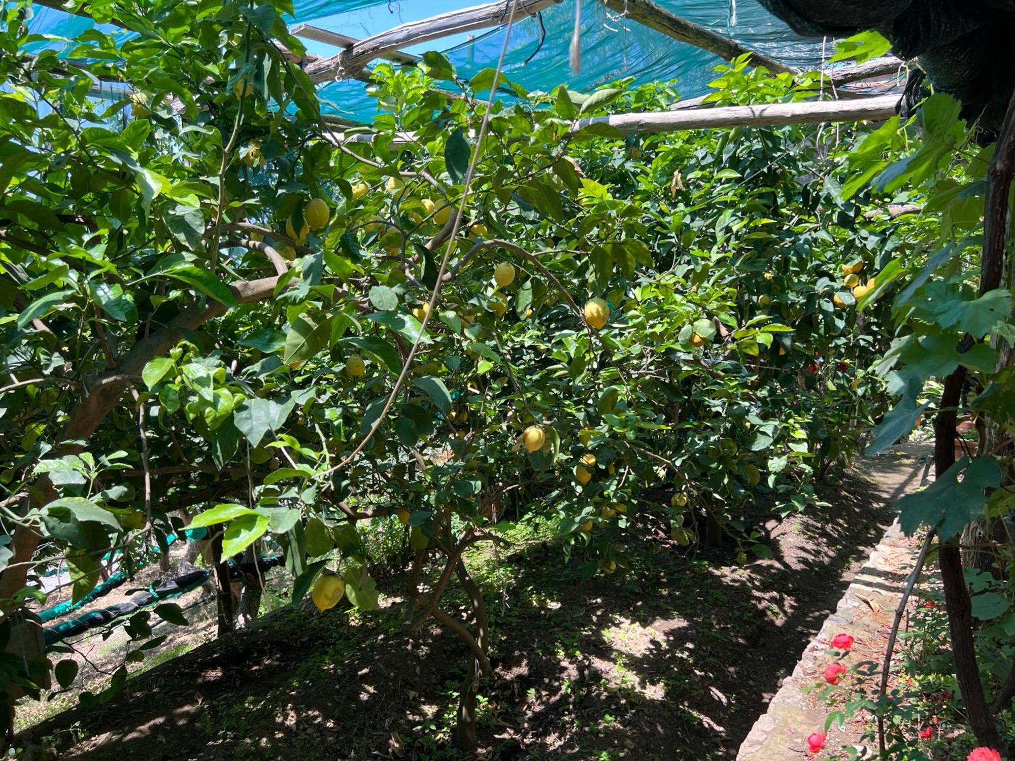La Petra Villa Vico Equense Ngoại thất bức ảnh